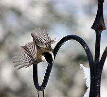 Birds in Motion VI by Kathleen Daley