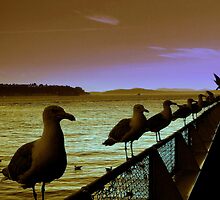Line-up by MEV Photographs