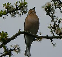 Birdsong 2 by fenster