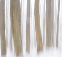 cold trees in the smokies by dc witmer