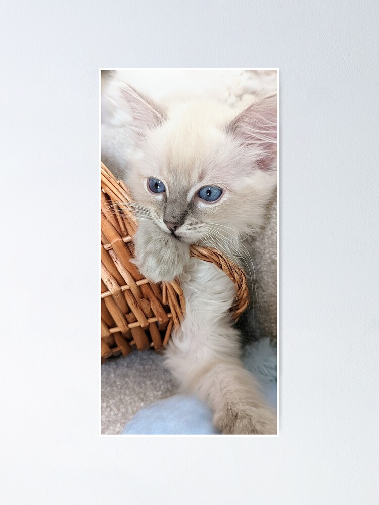 Lynx Ragdoll Kitten Poster For Sale By Fluffycat Redbubble