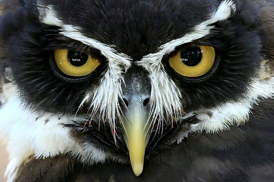 Snowy Owl Eyes ,^*!