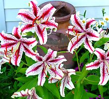 Stargazer Lily's by ERick