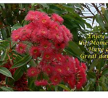 Aussie Beauties!!! by Heabar