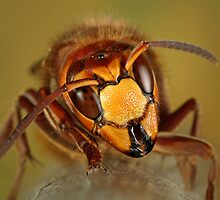 raging hornet by blepharopsis