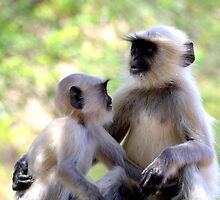 Langur Monkey Siblings by Neil Bygrave (NATURELENS)