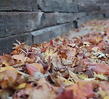The Colors of Fall by slarx