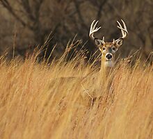 One Buck by Isaac Fast