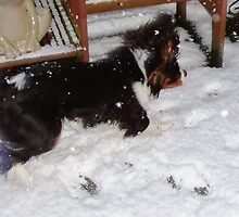 A Snow Dog by AnnDixon