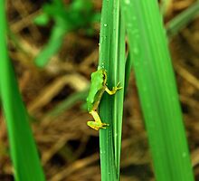 Tiny the Frog by lapart