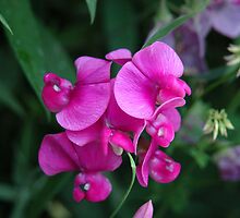 Sweet Pea by ronibgood