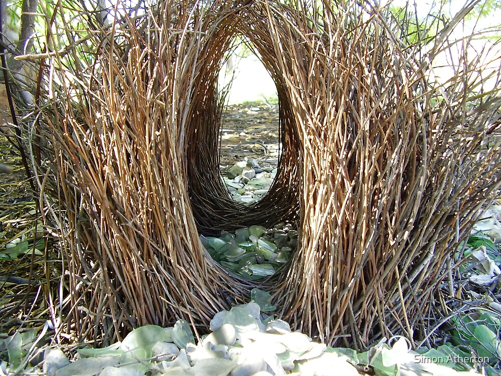 "Bower Bird Nest" by Simon Atherton Redbubble