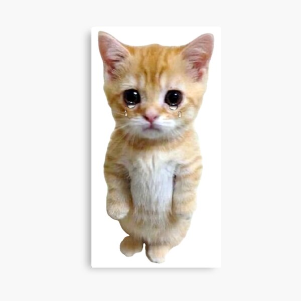 Hq Sad Crying Cat Standing Up Meme Canvas Print For Sale By