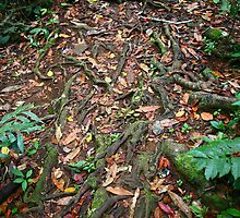Forest Floor, Millaa Millaa by Erland Howden