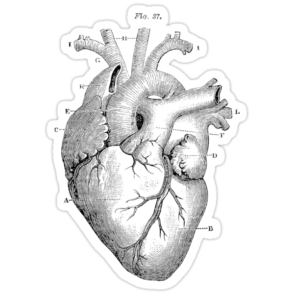 "Anatomical Heart" Stickers by PharisaicalJesu | Redbubble