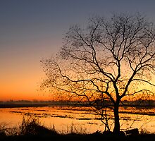 Lone Tree at Daybreak by Bonnie T. Barry