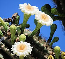 Flowering Cactus by Kathleen Brant