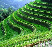 Perfect terraces by Jenny Hall