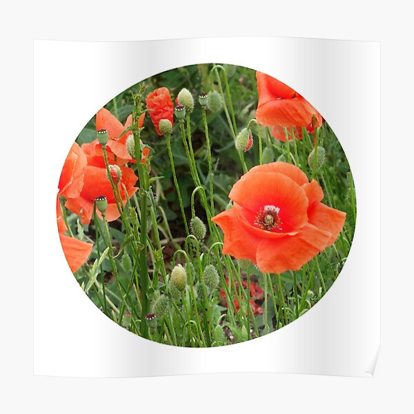 Red Poppy Flowers Photo Poster For Sale By Manitarka Redbubble