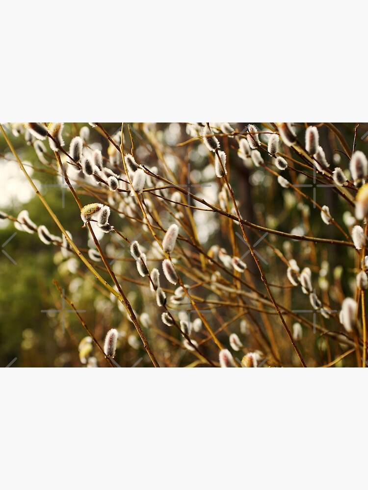 Pussy Willows In Bloom During Spring Poster For Sale By Riku05830