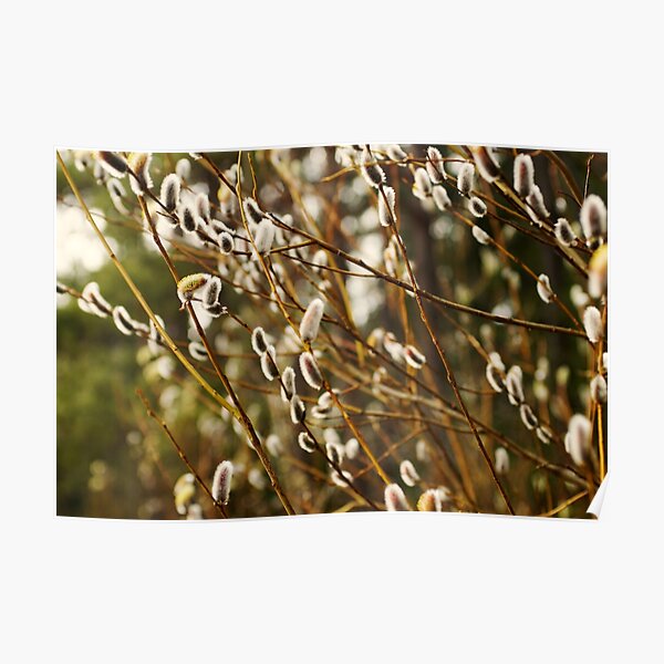 Pussy Willows In Bloom During Spring Poster For Sale By Riku05830