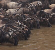 The Watering Hole by Steve Bulford