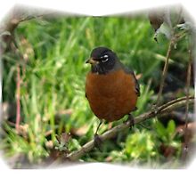 Red Robin Red Robin by Kat Miller