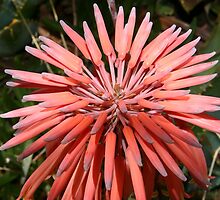 Aloe Nobilis by Sandra Chung