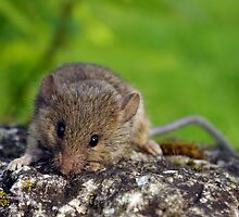 Little mouse by Marko Palm