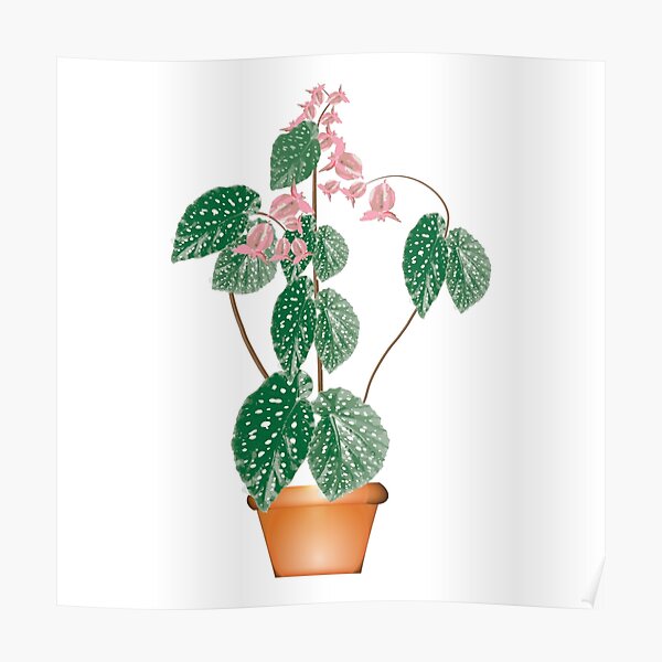 Begonia Maculata Plant Polka Dot Green Plant Poster For Sale By