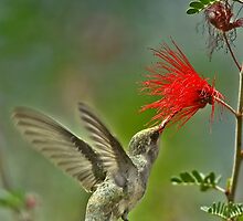 Poetry in motion by Mundy Hackett