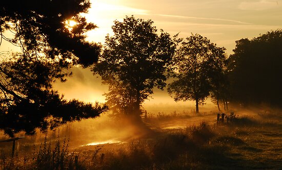 Early Summer Morning