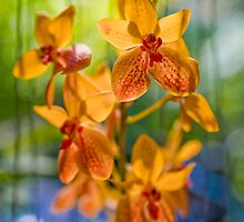 Orchidees flottantes by Cvail73