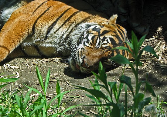 Sleeping Tiger