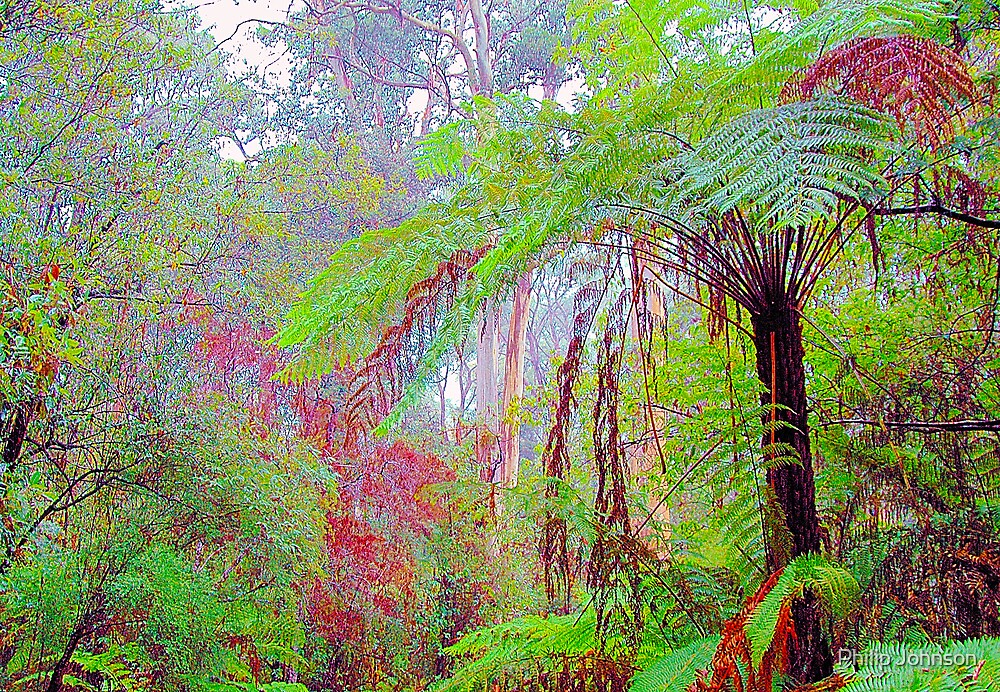 "Colours of the Forrest Marysville , Yarra Ranges National Park