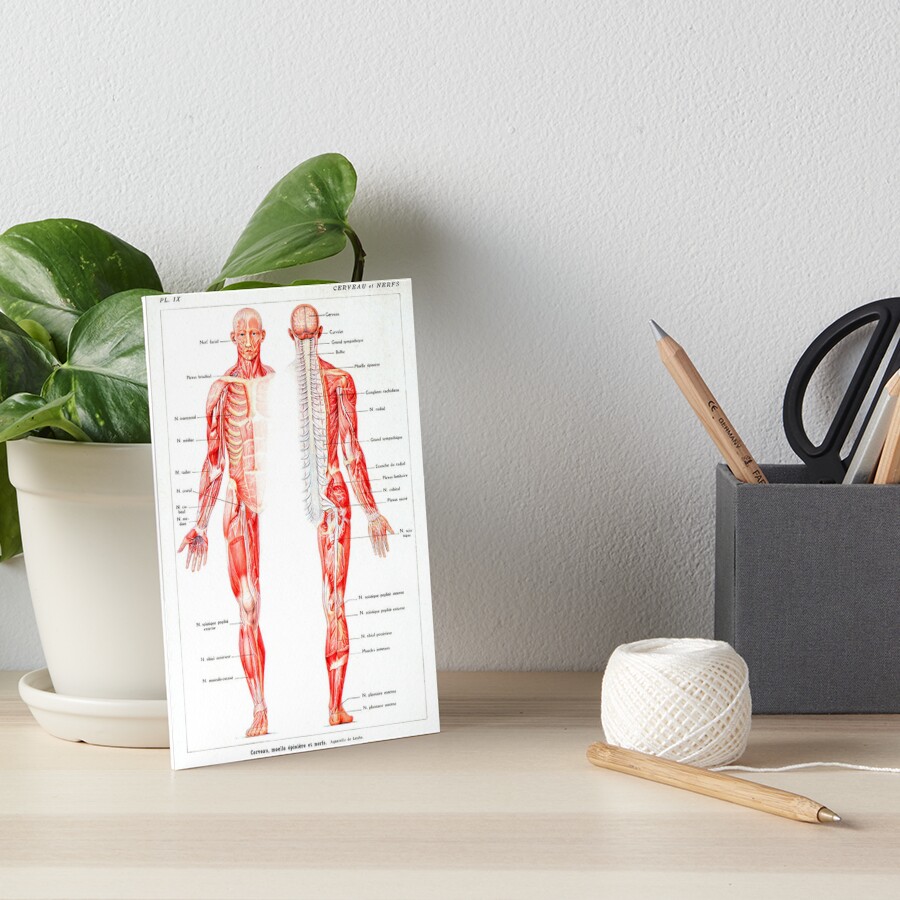 Vintage Muscular System Anatomical Chart Human Muscle Anatomy Art Board Print By Teearthy