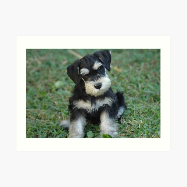 Lámina artística Cachorro Schnauzer miniatura negro y plata de