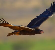 Wedgetail Eagle Cruising - Simpson Desert by Michael Ellem
