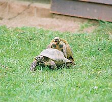 Tortoise Love by s4r4h