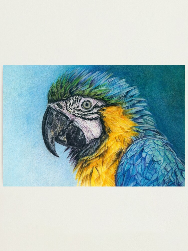 L Mina Fotogr Fica Retrato De Acuarela De Guacamayo Azul Y Amarillo De