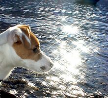 Amazed by MEV Photographs