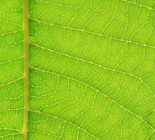 Go Green, Save the Earth - Mother Nature' Veins by LivingWild
