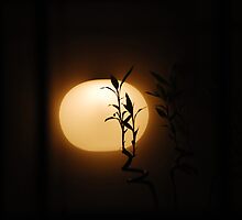 Saw your light in the window by ragman