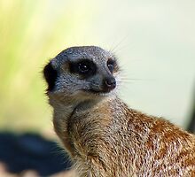 Am I A Mere Cat? I Don't Think So! - Meerkat - Orana Park - Christchurch by AndreaEL