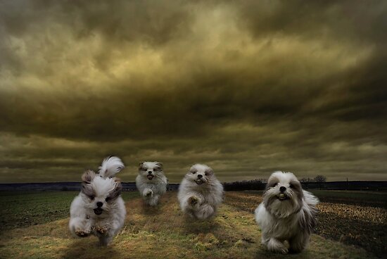 the four fluffy dogs of the Apocalypse by Dan Shalloe