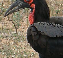 Ground Hornbill (III) by AARDVARK
