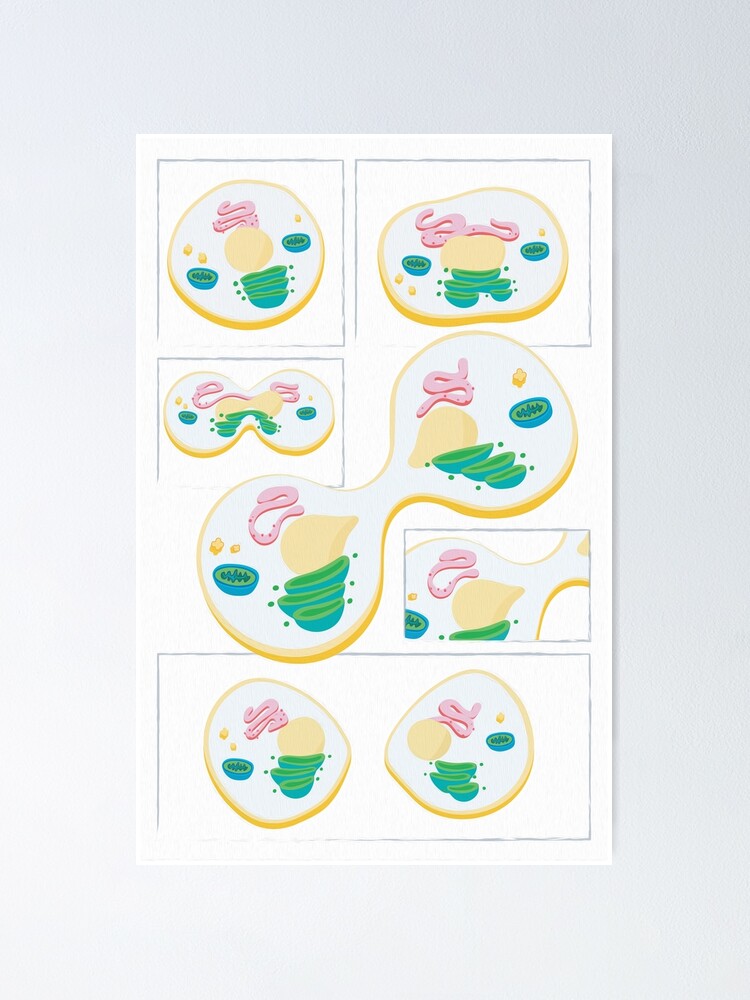 Mitosis Cell Division Illustration Poster For Sale By Morely Redbubble