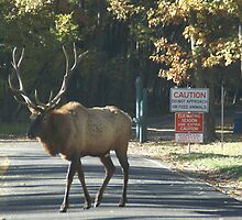 King of the Elk by Jim Caldwell