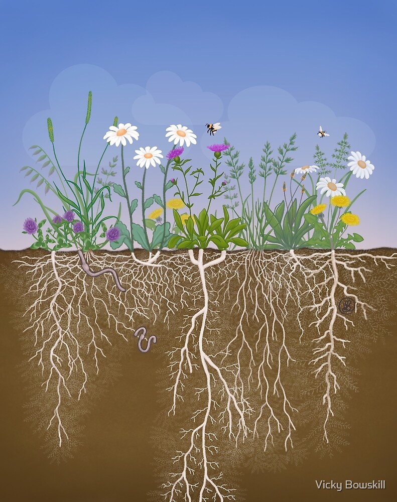 Meadow Profile With Root Systems By Vicky Bowskill Redbubble