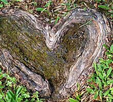 Rooted in Love II by Bonnie T. Barry